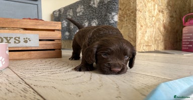 Cocker Spaniel dogs - Advert 9