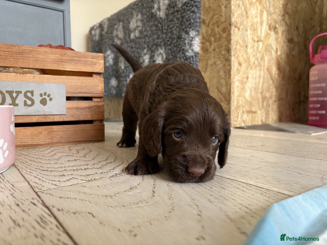Cocker Spaniel dogs for sale: 🏆 KC Reg Working Cocker Spaniels – FTCH Line 🐾 - Image 7