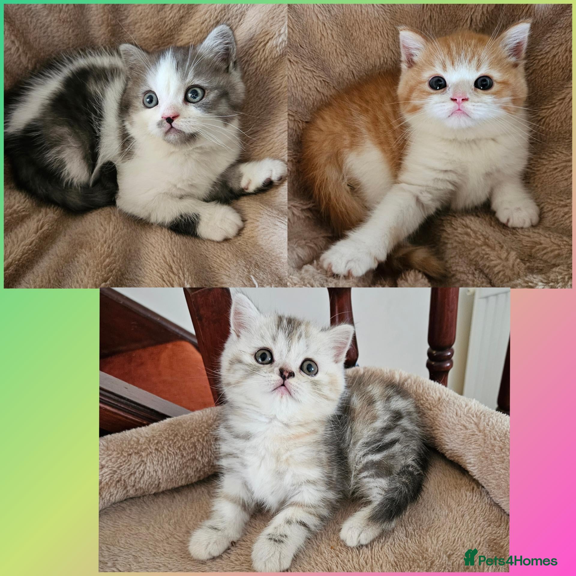 Scottish Fold cats Adorable Scottish Fold Straight Ear Kittens  - Advert 17