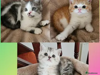Scottish Fold cats Adorable Scottish Fold Straight Ear Kittens - Advert 17