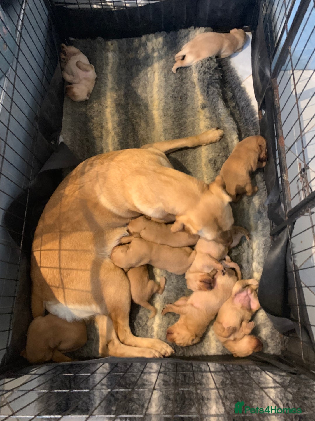 Labrador Retriever dogs for sale: Kc registered Labrador 5 star homes only  - Advert 7