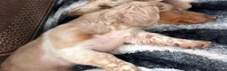Miniature Dachshund dogs for sale: Long Haired Isabella & Tan Piebald Girl - Advert 3