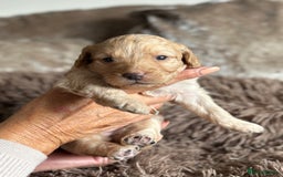 Labradoodle dogs for sale: Miniature Labradoodle Pups - Image 27