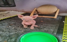 Sphynx cats for sale: I would like a girl and a boy in one family. - Image 3