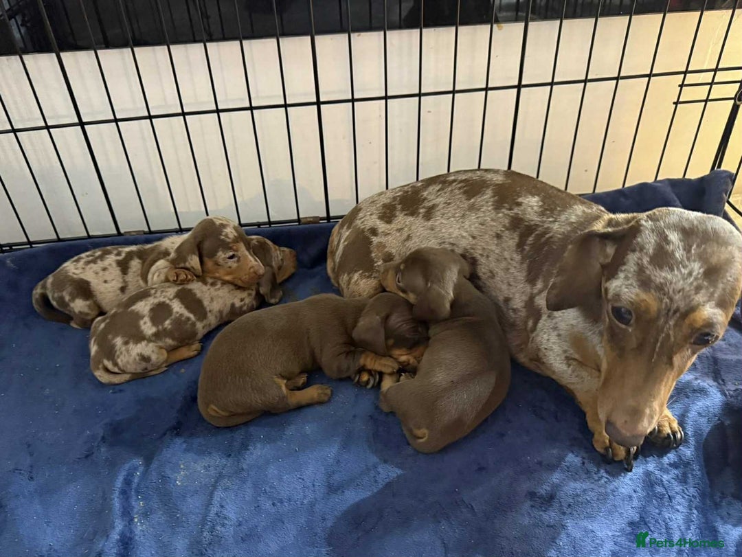 Miniature Dachshund dogs for sale: Miniature Daschunds Pra Clear  - Advert 14