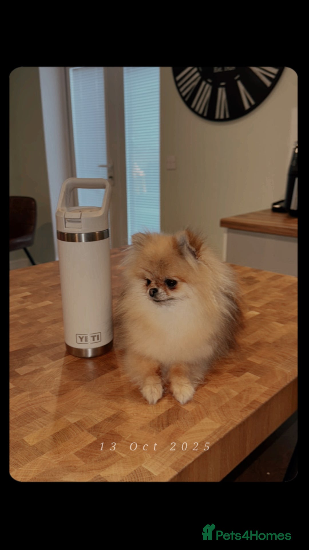 Pomeranian dogs for sale: Fully Grown Adult Pomeranian  - Advert 4