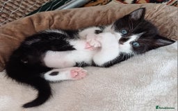British Shorthair cats for sale: 2 beautiful little kittens ready to be loe - Image 8
