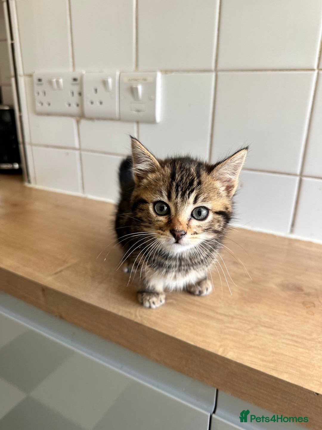 British Shorthair cats for sale: 3 Kittens - Advert 7