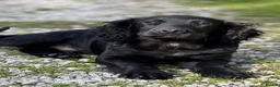 Cocker Spaniel dogs for sale: Cocker spaniel part trained for sale.  - Advert 5