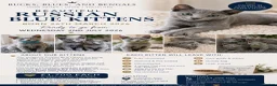 Russian Blue cats for sale: Beautiful Russian Blue Kittens – Ready Now in Amersham - Advert 2