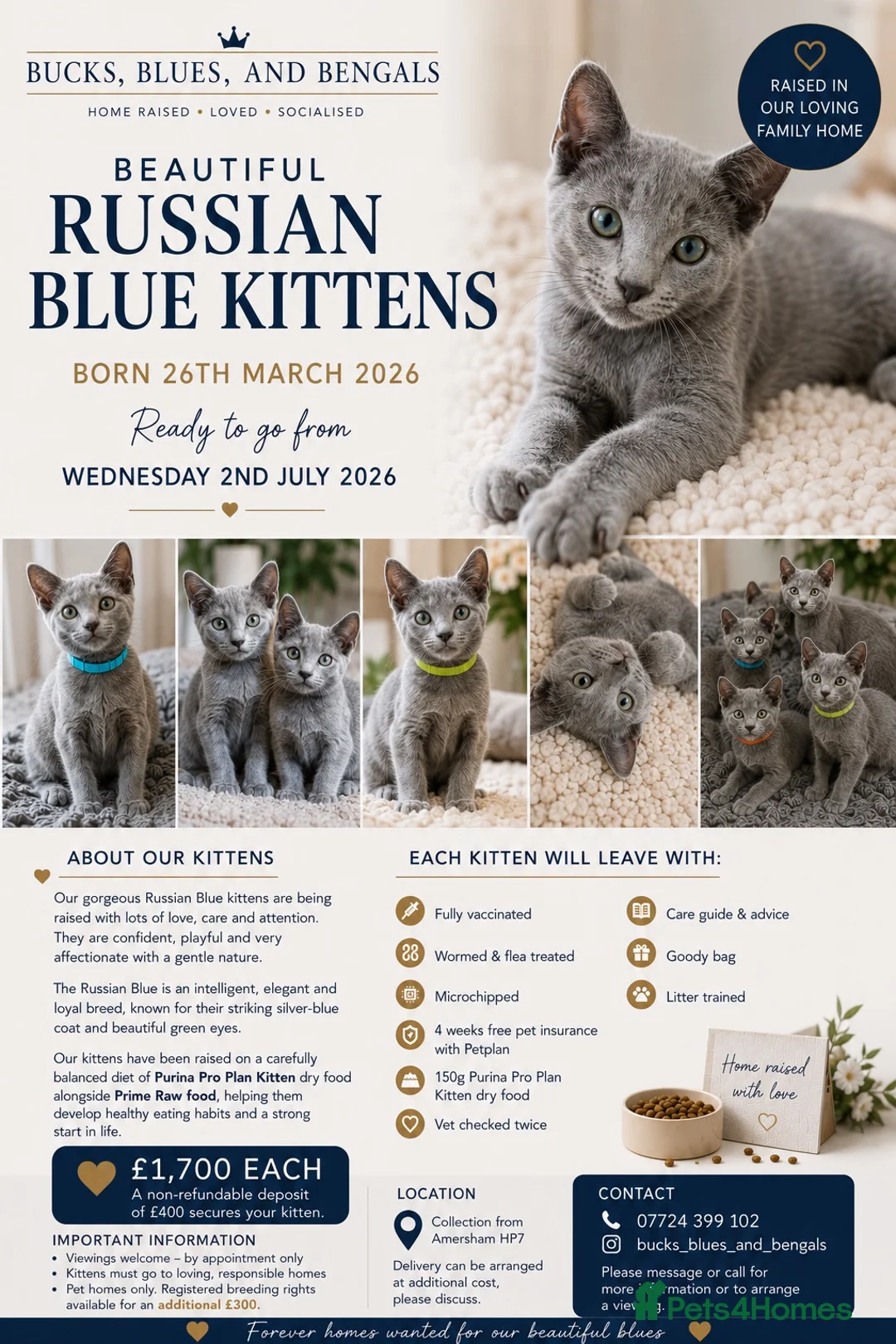 Russian Blue cats for sale: Beautiful Russian Blue Kittens – Ready Now in Amersham - Advert 2