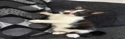 Mixed Breed cats for sale: Gorgeous female kitten - Advert 2