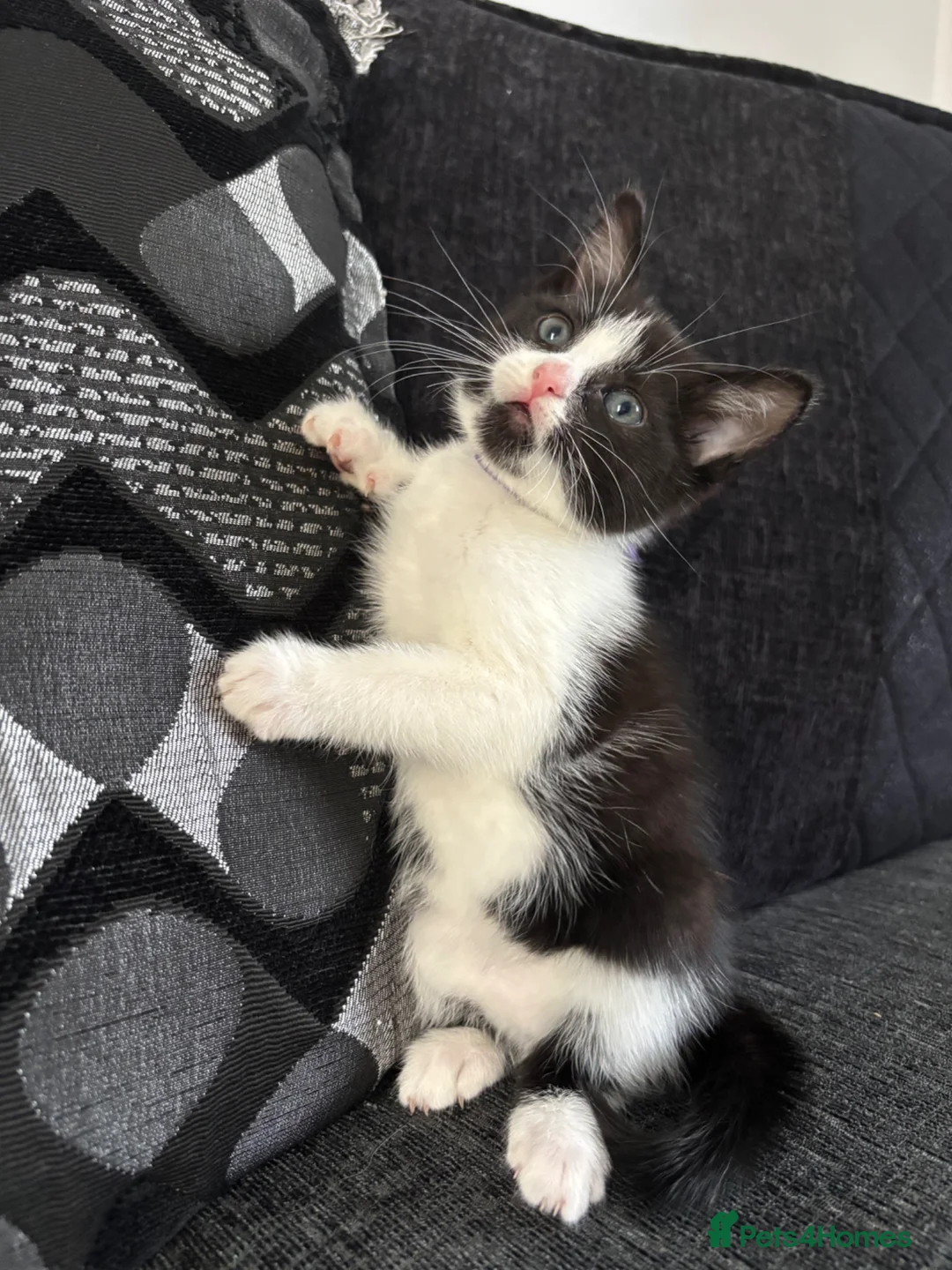 Mixed Breed cats for sale: Gorgeous female kitten - Advert 2