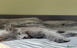 Maine Coon cats for sale: Maine Coon Kittens for sale - Image 6