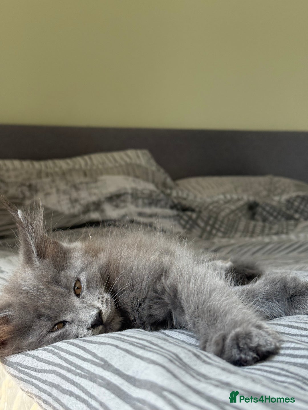 Maine Coon cats for sale: Maine Coon Kittens for sale - Image 6