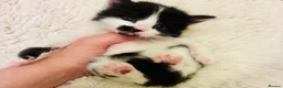 Turkish Angora cats for sale: Turkish angora kitten  - Advert 25