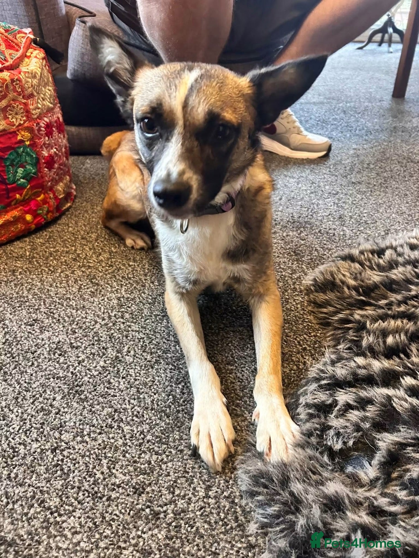 Mixed Breed dogs The best girl Nina❤️ - Advert 2