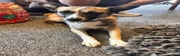 Mixed Breed dogs for adoption: The best girl Nina❤️ in Nottingham - Advert 2