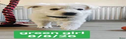 White Swiss Shepherd dogs for sale: Stunning KC reg long-coated White Swiss Shepherd - Advert 21