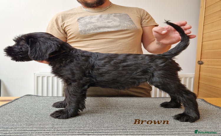 Giant Schnauzer dogs - Advert 2