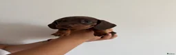Miniature Dachshund dogs for sale: Amazing Pure Miniature Dachshund for sale!   - Advert 19