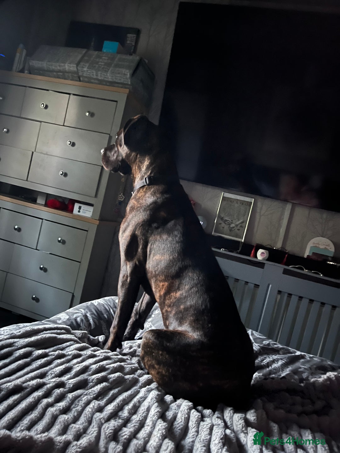 Cane Corso dogs for sale: Cane corso female  - Advert 3