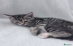 Mixed Breed cats for sale: Cute kittens looking for nice home  - Image 16
