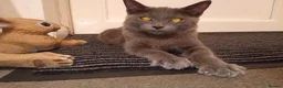 Ragdoll cats for sale: 2 beautiful female kittens  in Westcliff-on-Sea - Advert 3