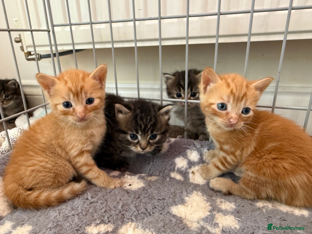 Ragdoll cats for sale: 4 ragdoll x tabby kittens left - Image 9