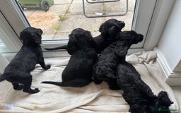 Sproodle dogs for sale: Beautiful Sproodle pups  - Image 9