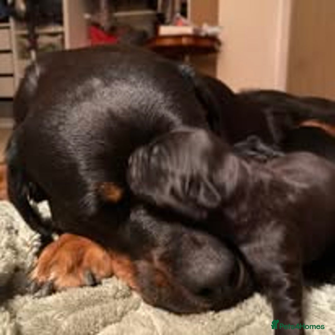 Mixed Breed dogs for sale: The Perfect Family Mid-Sized Pet - Sprocker X Rott - Image 4