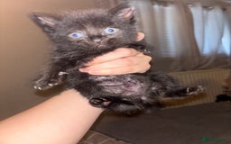 Ragamese cats for sale: RAMAMESE KITTENS  - Image 2
