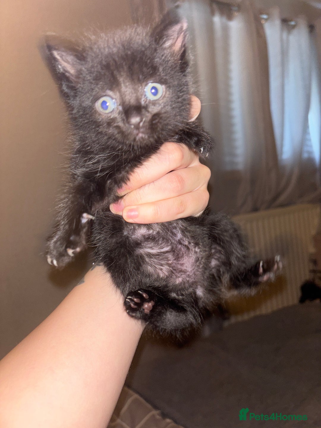 Ragamese cats for sale: RAMAMESE KITTENS  - Image 2
