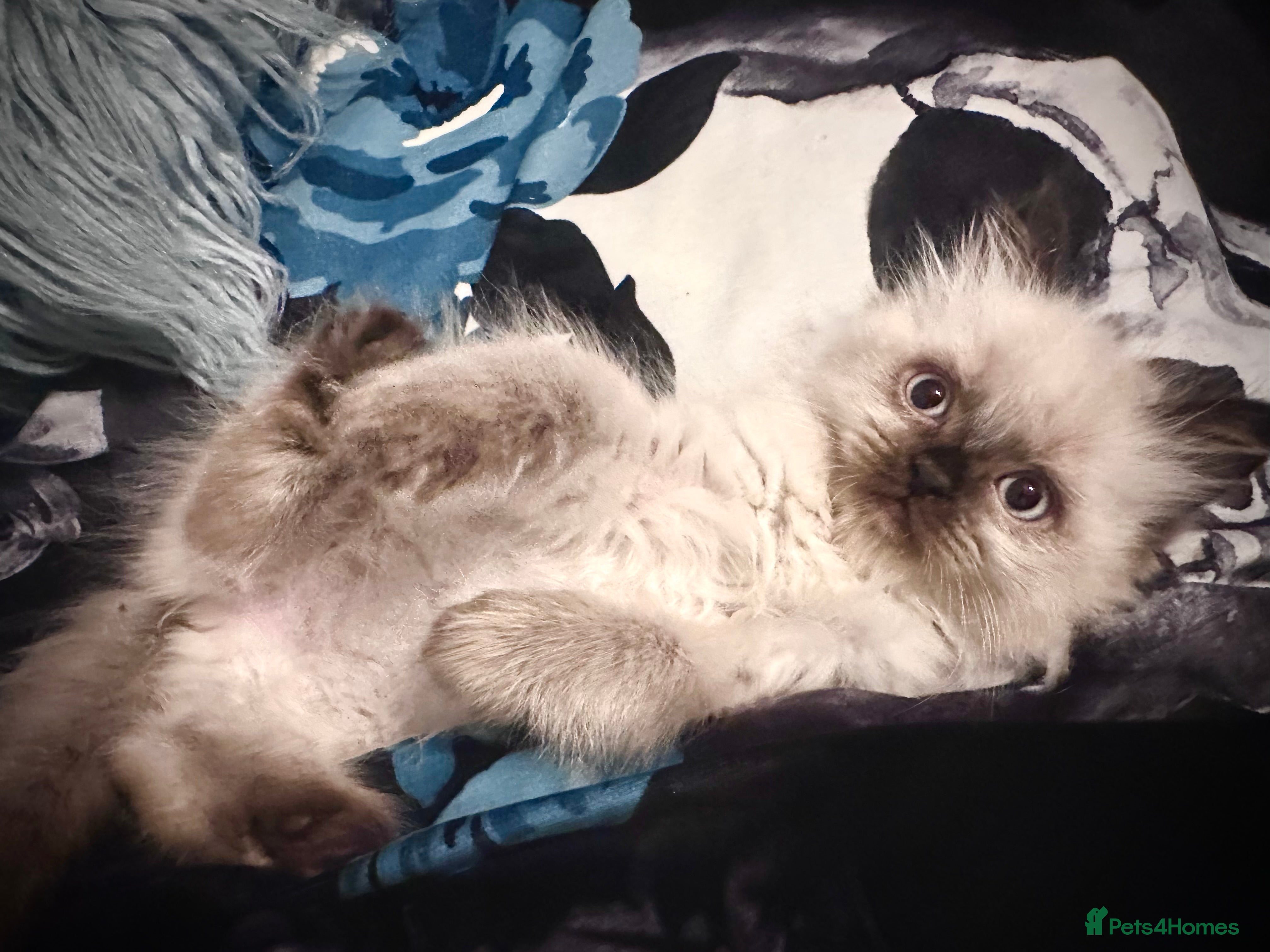 Ragdoll cats Pure Ragdoll kittens adorable and very fluffy  - Advert 2