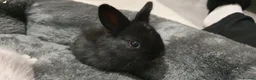 Mixed Breed rabbits for sale: Northandwaf  - Advert 13
