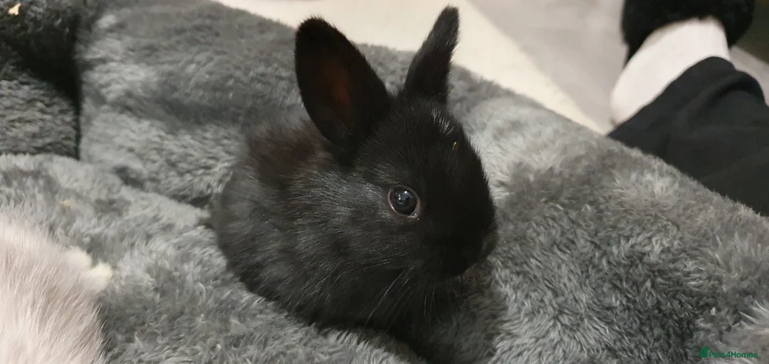 Mixed Breed rabbits for sale: Northandwaf  - Advert 13