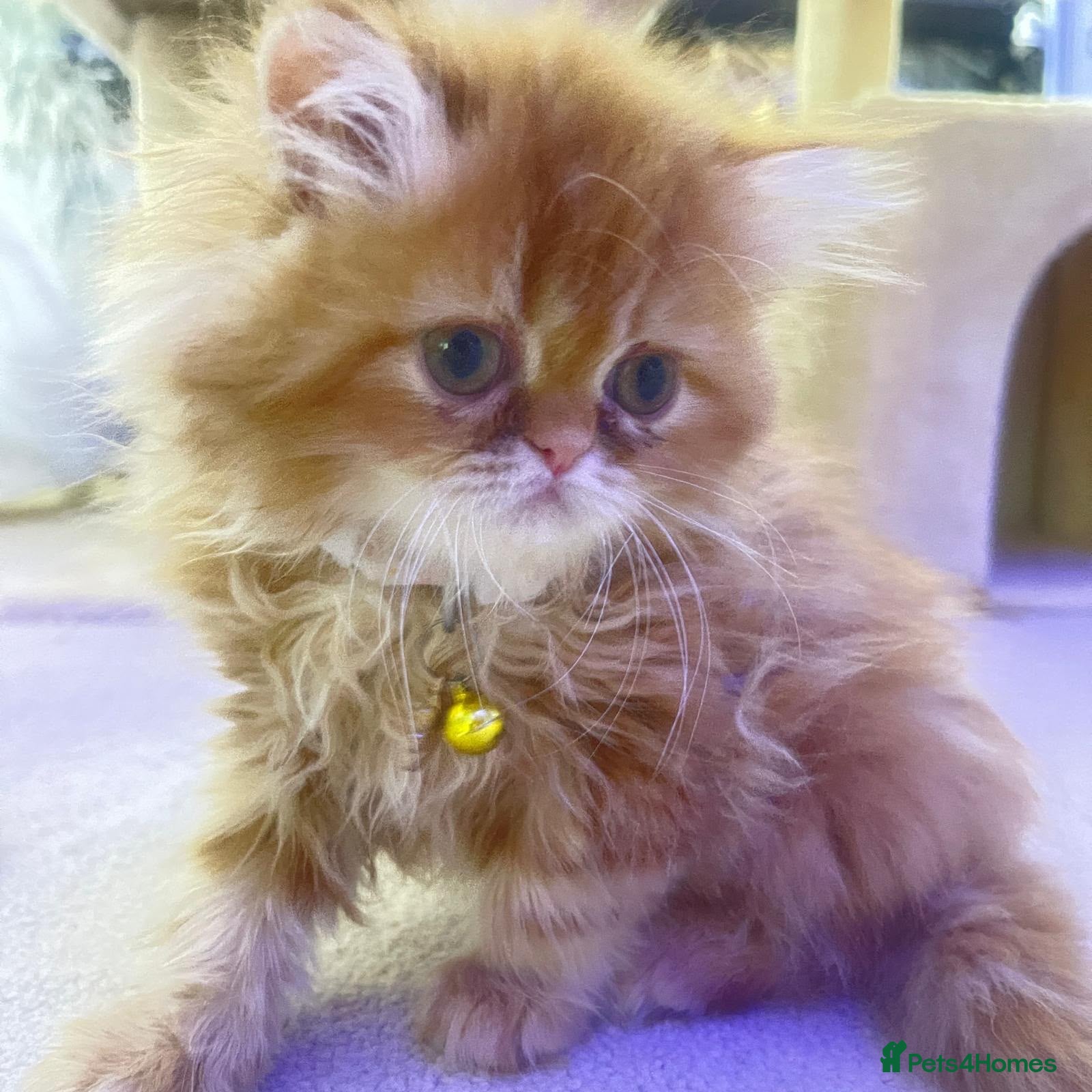 Persian cats EXOTIC DOLL FACE PERSIAN - LONG SOFT fur beautifu - Advert 1