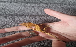Gecko reptiles for sale: Gecko and vivarium  - Image 2
