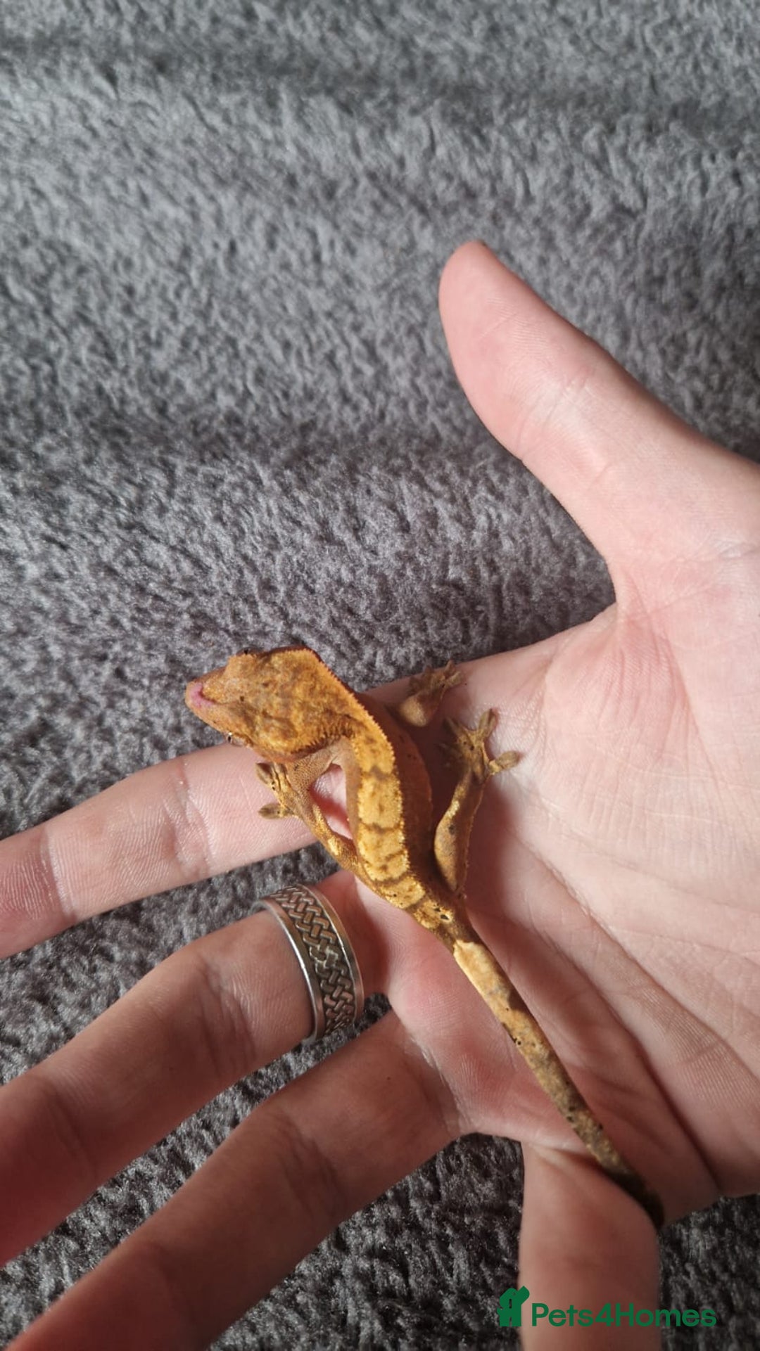Gecko reptiles for sale: Gecko and vivarium  - Image 2