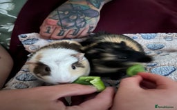 Guinea Pig rodents for sale: Bonded sister Guinea pigs  - Image 1