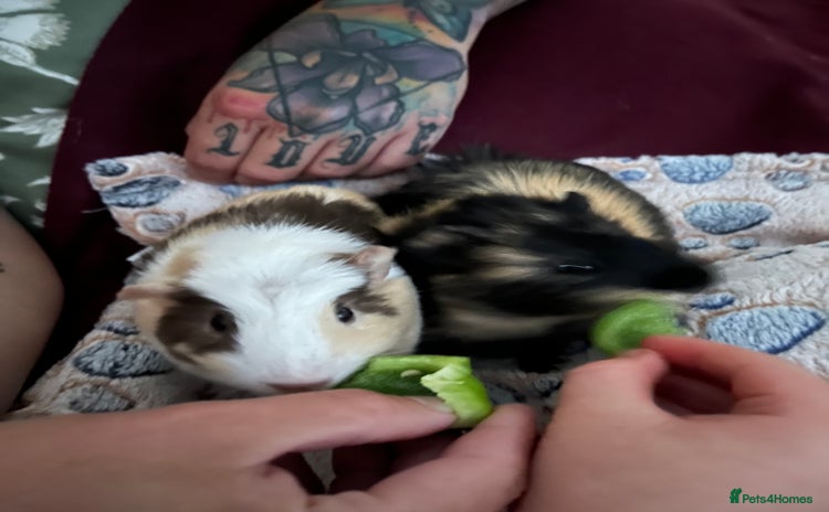Guinea Pig rodents - Advert 1