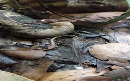 Gecko reptiles for sale: Mourning Gecko hatchlings. - Image 29