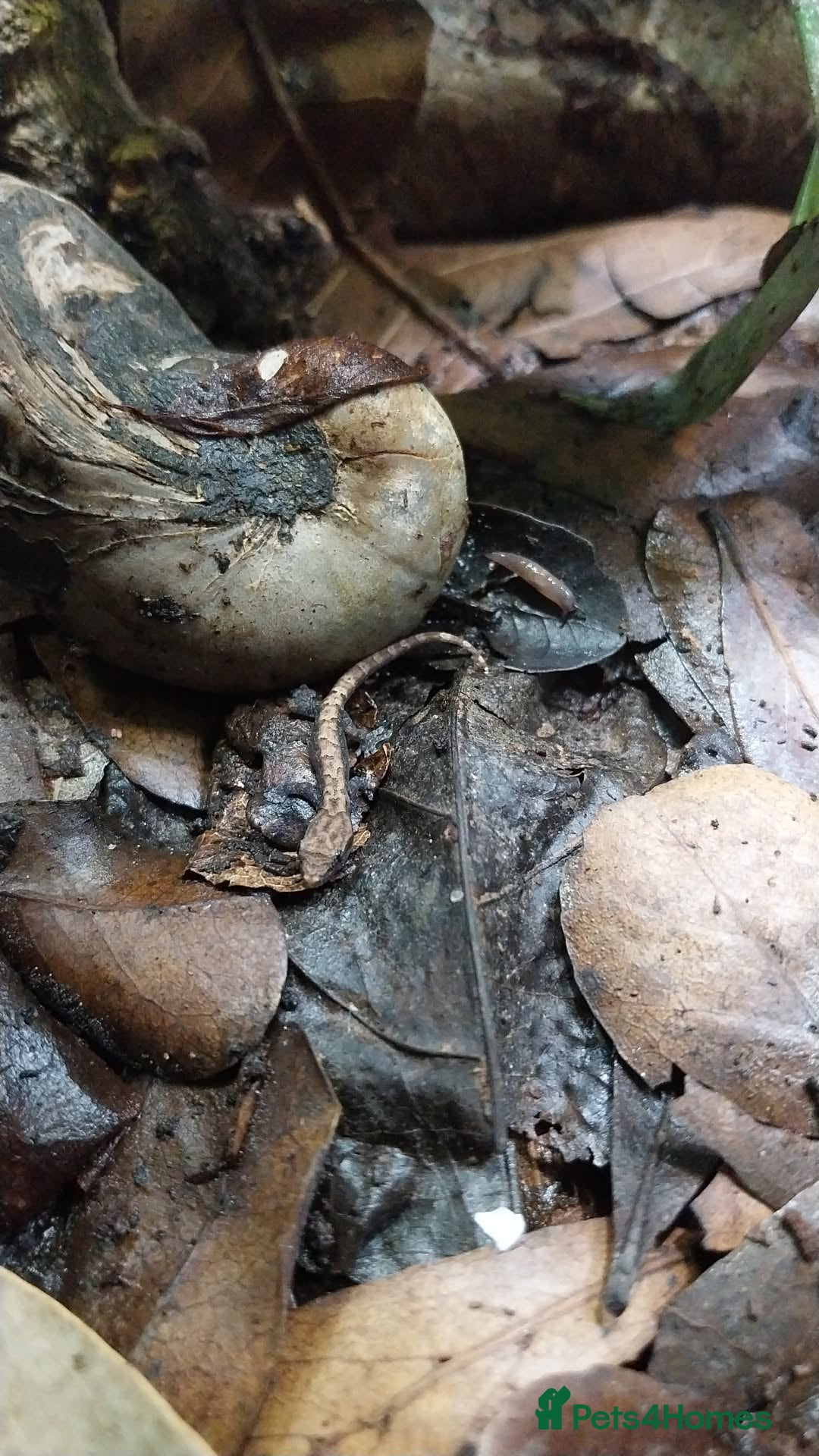 Gecko reptiles for sale: Mourning Gecko hatchlings. - Image 29