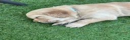 Golden Retriever dogs for sale: Golden Retriever puppies - Advert 15
