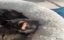 Bengal cats for sale: Part bengal kittens  - Image 1