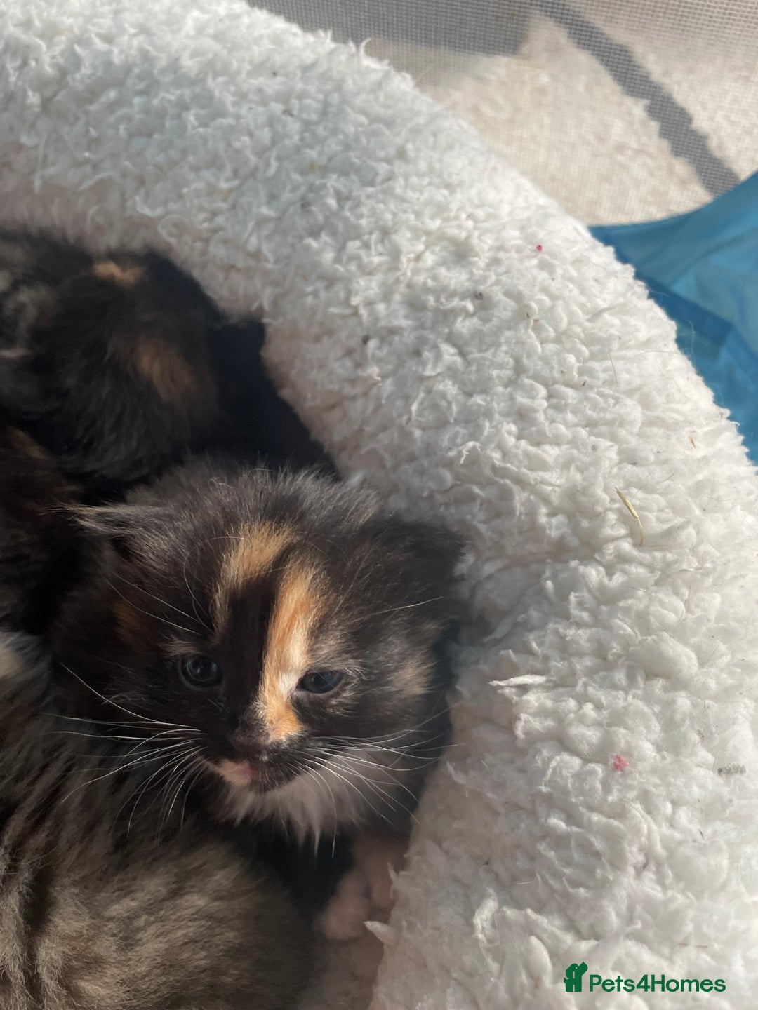 Bengal cats for sale: Part bengal kittens  - Image 1