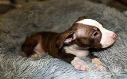 American Bully dogs for sale: perfect puppys - Image 24