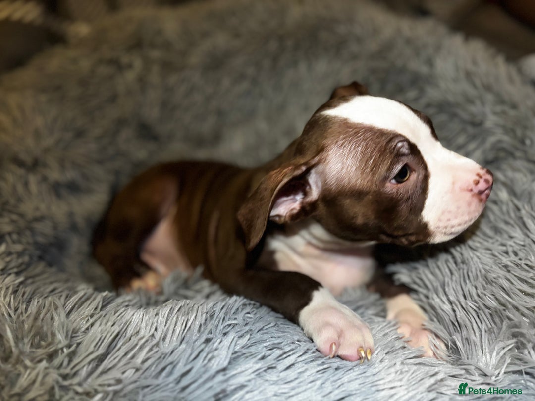 American Bully dogs for sale: perfect puppys - Image 24