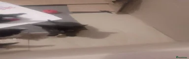 Mixed Breed Kitten 2