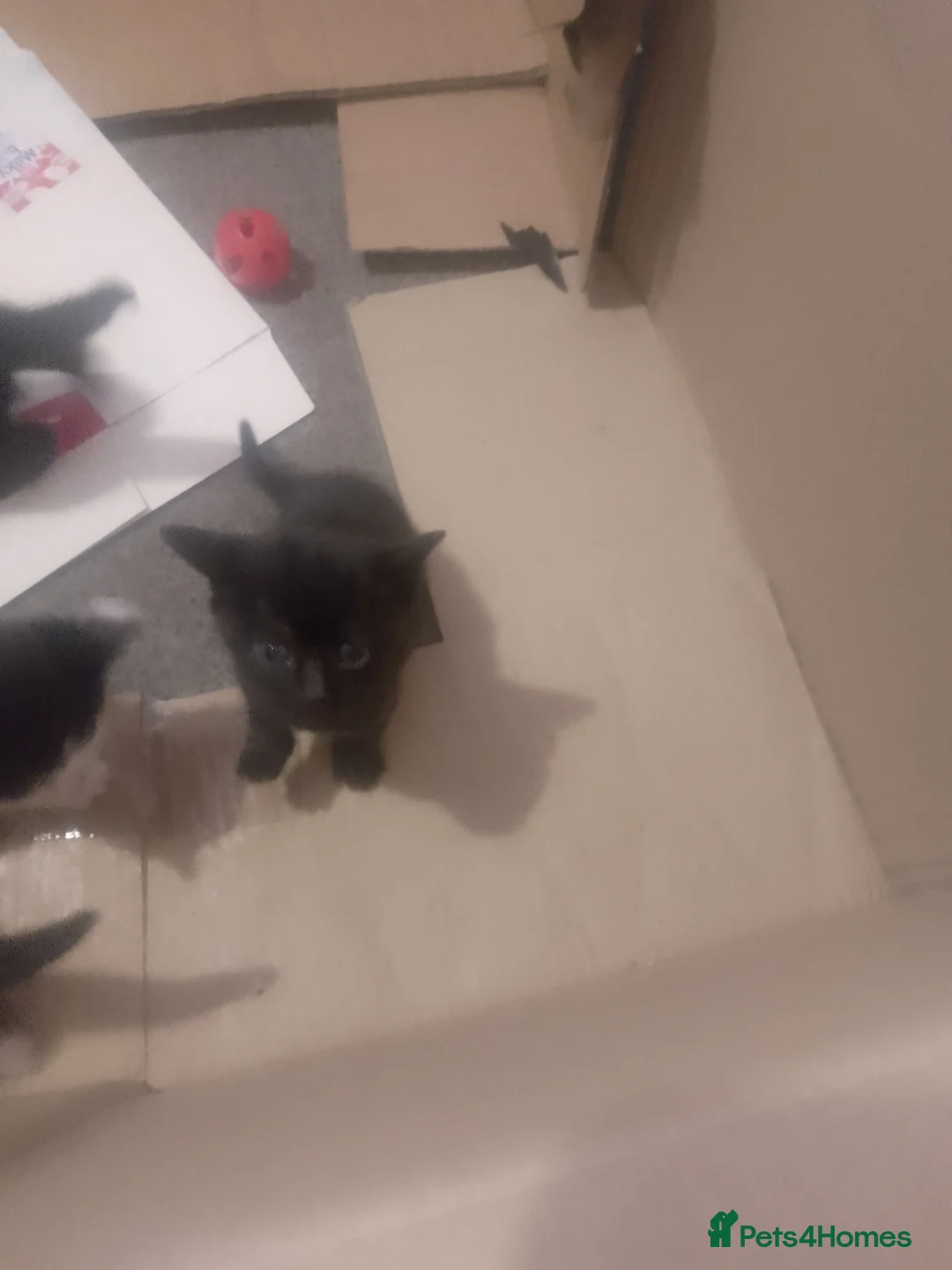 Mixed Breed cats for sale: Mixed breed shorthaired cross  - Advert 2